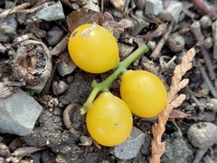 Loranthus europaeus