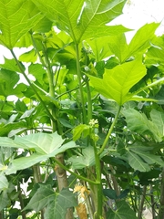 Cnidoscolus aconitifolius