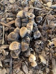 Micacei