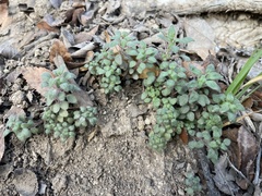 Parietaria pensylvanica