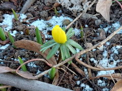 Eranthis hyemalis