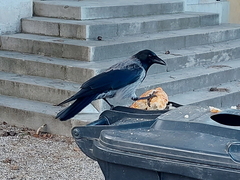 Corvus cornix × corone