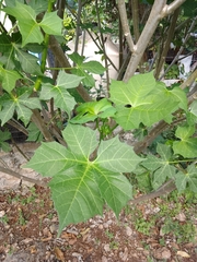 Cnidoscolus aconitifolius