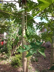 Cnidoscolus aconitifolius