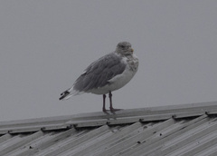 Larus argentatus × glaucescens