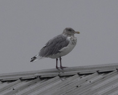 Larus argentatus × glaucescens