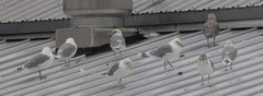 Larus glaucoides thayeri