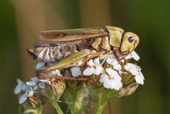 Entomophaga grylli