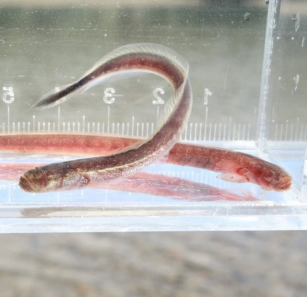Bearded Eel Goby