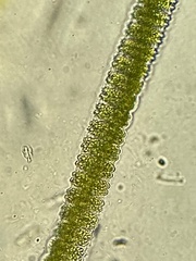 Desmidium