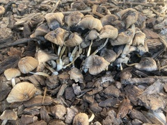 Micacei