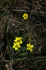 Oxalis sellowiana