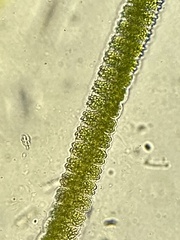Desmidium