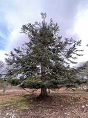 Abies procera