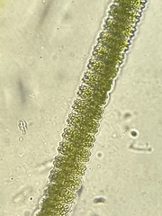 Desmidium