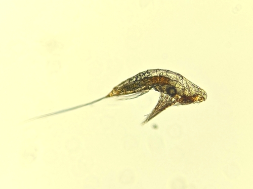 Microsetella norvegica