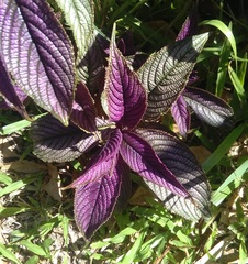 Strobilanthes auriculata dyeriana