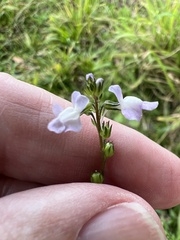 Nuttallanthus canadensis