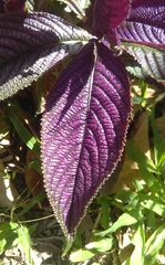 Strobilanthes auriculata dyeriana