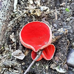 Sarcoscypha coccinea