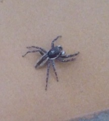 Menemerus bivittatus