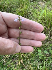 Nuttallanthus canadensis