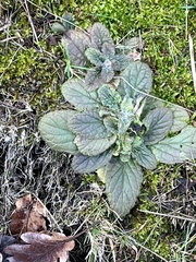 Ajuga
