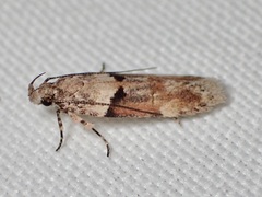 Gelechiini