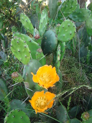 Opuntia rioplatense