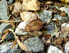Spartocerini