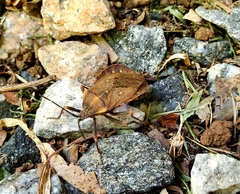 Spartocerini