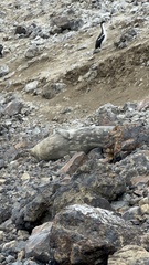 Leptonychotes weddellii