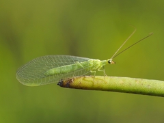 Chrysoperla mutata
