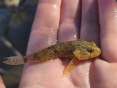 Cottus bairdii