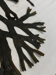 Fucus ceranoides