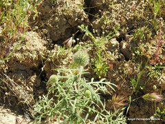 Plantago lagopus