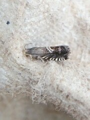 Grapholita interstinctana