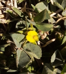 Medicago