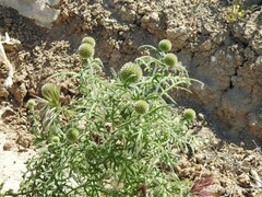 Echinops strigosus