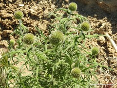 Echinops strigosus