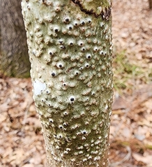 Pyrenula leucostoma