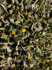 Medicago