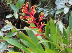Guzmania scherzeriana