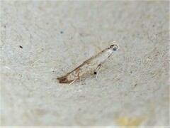 Tischeria quercitella