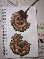 Dracontium polyphyllum