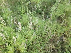Salvia farinacea