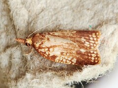Cenopis ferreana