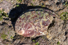 Haliotis tuberculata