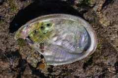 Haliotis tuberculata