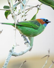 Tangara cyanocephala